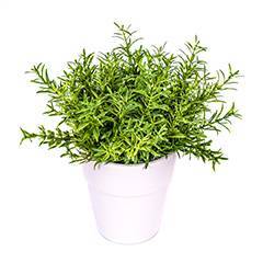 Rosemary