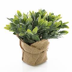 Sage