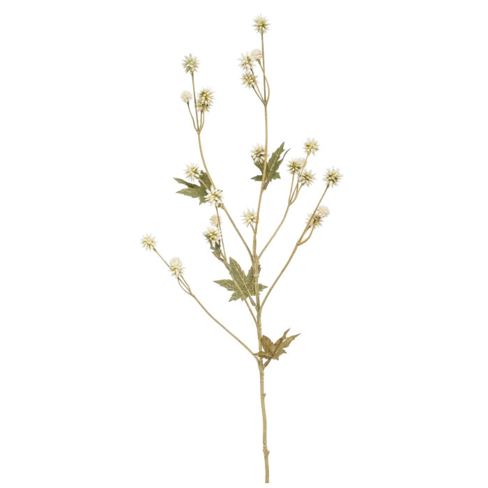 Sanicle