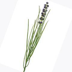 Chives
