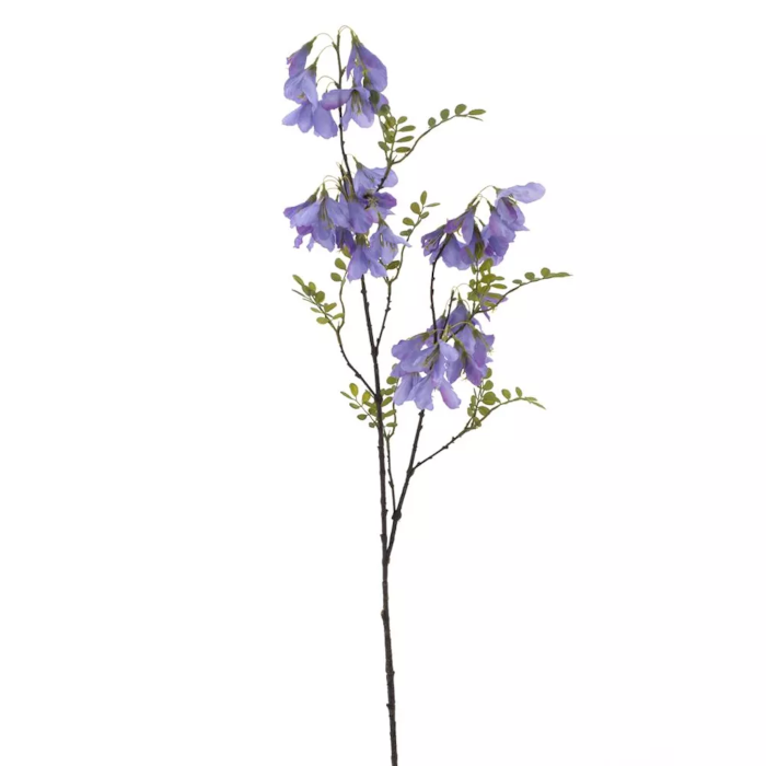 Erysimum