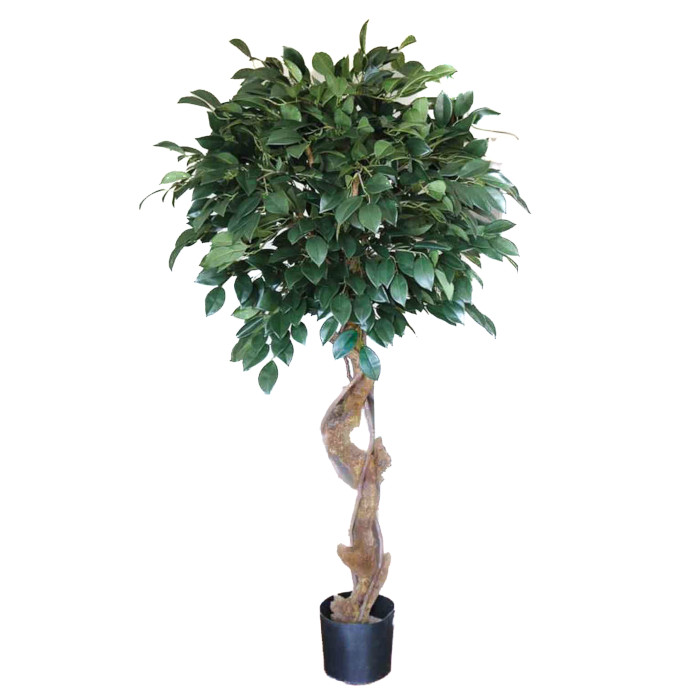 Sakaki tree