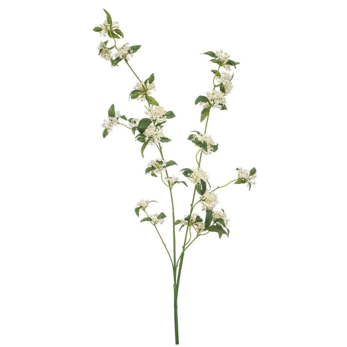 Spiraea