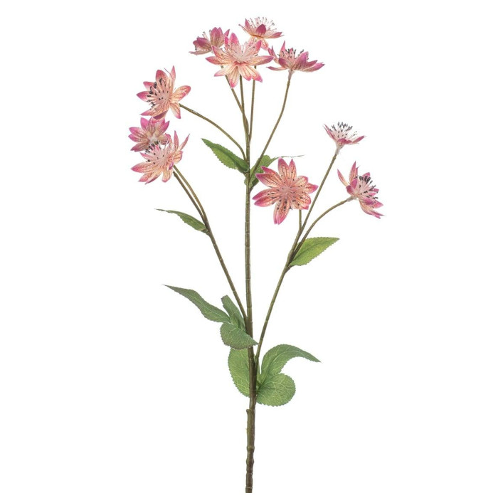 Astrantia