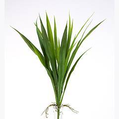 Daylily
