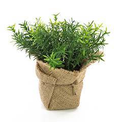 Thyme