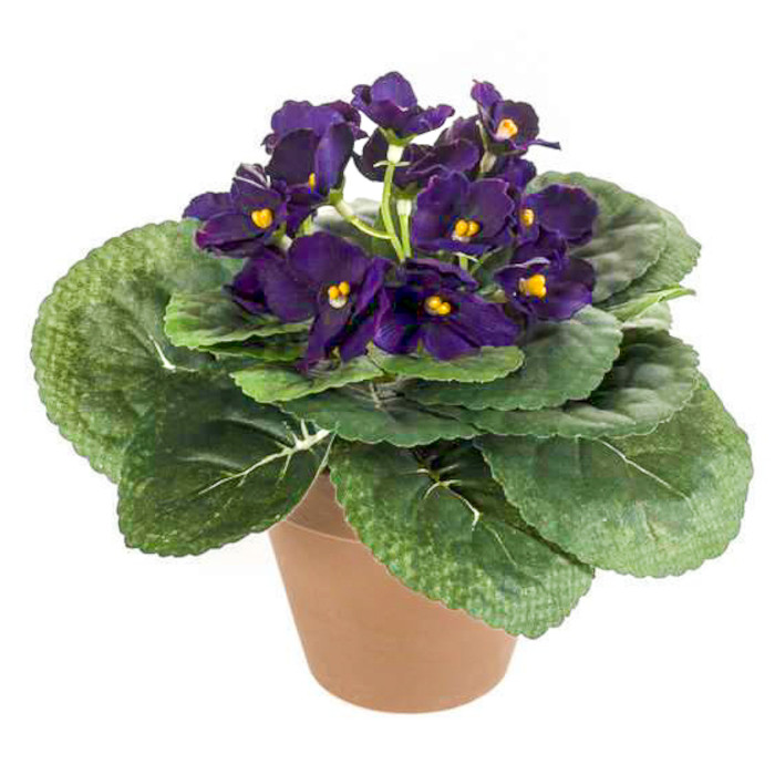 African violet