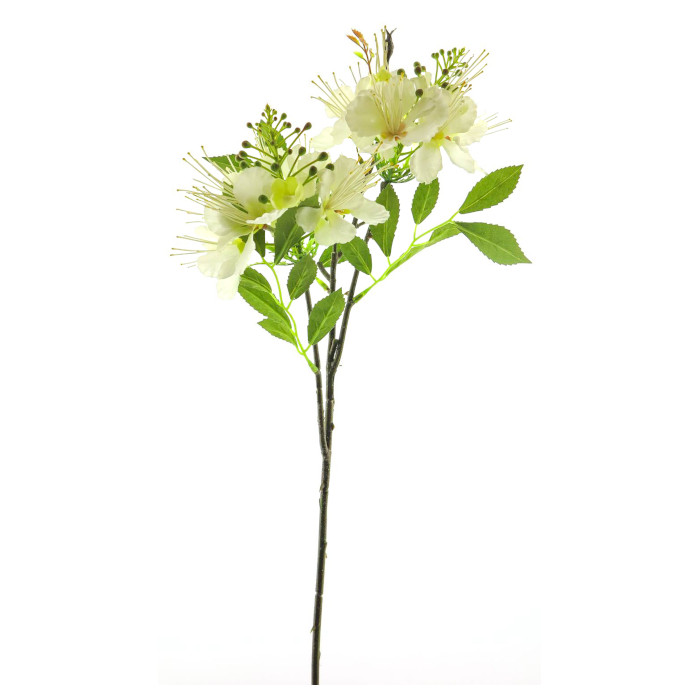 Hawthorn