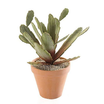 Christmas cactus