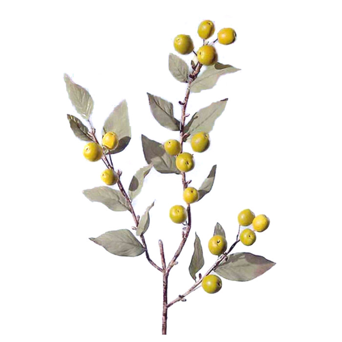 Loquat