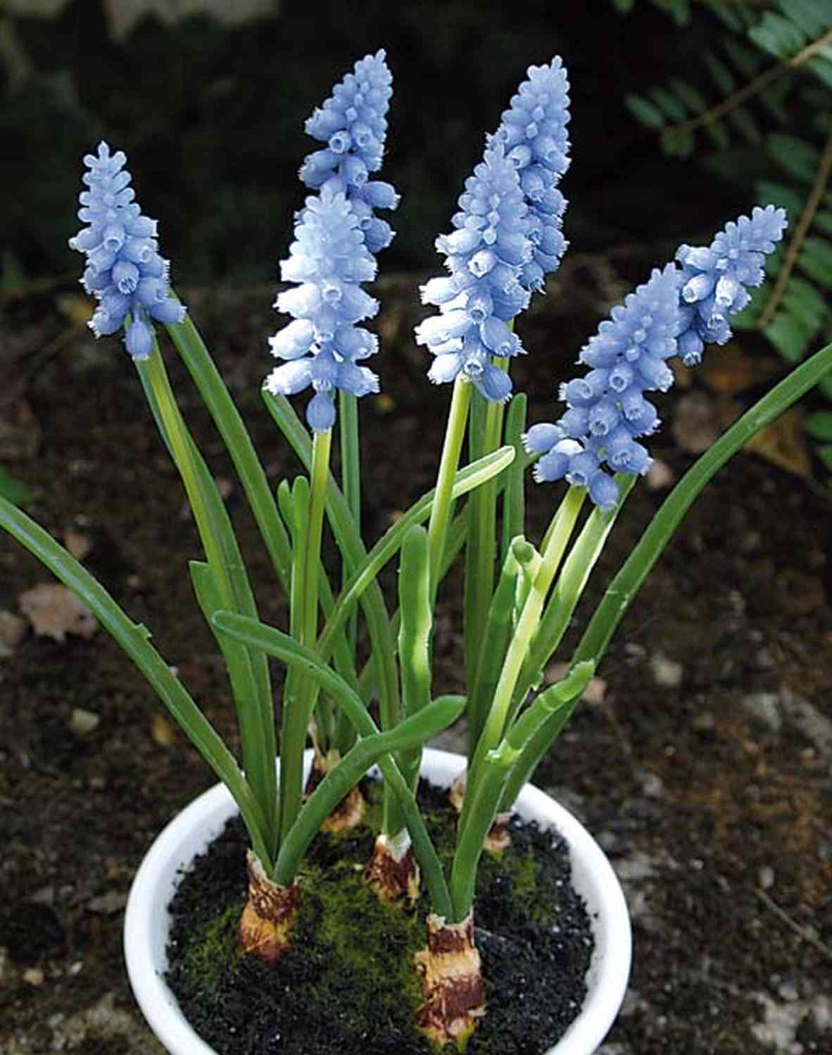 Artificial grape hyacinth SYNDRA, ceramic pot, bulb, blue, 20