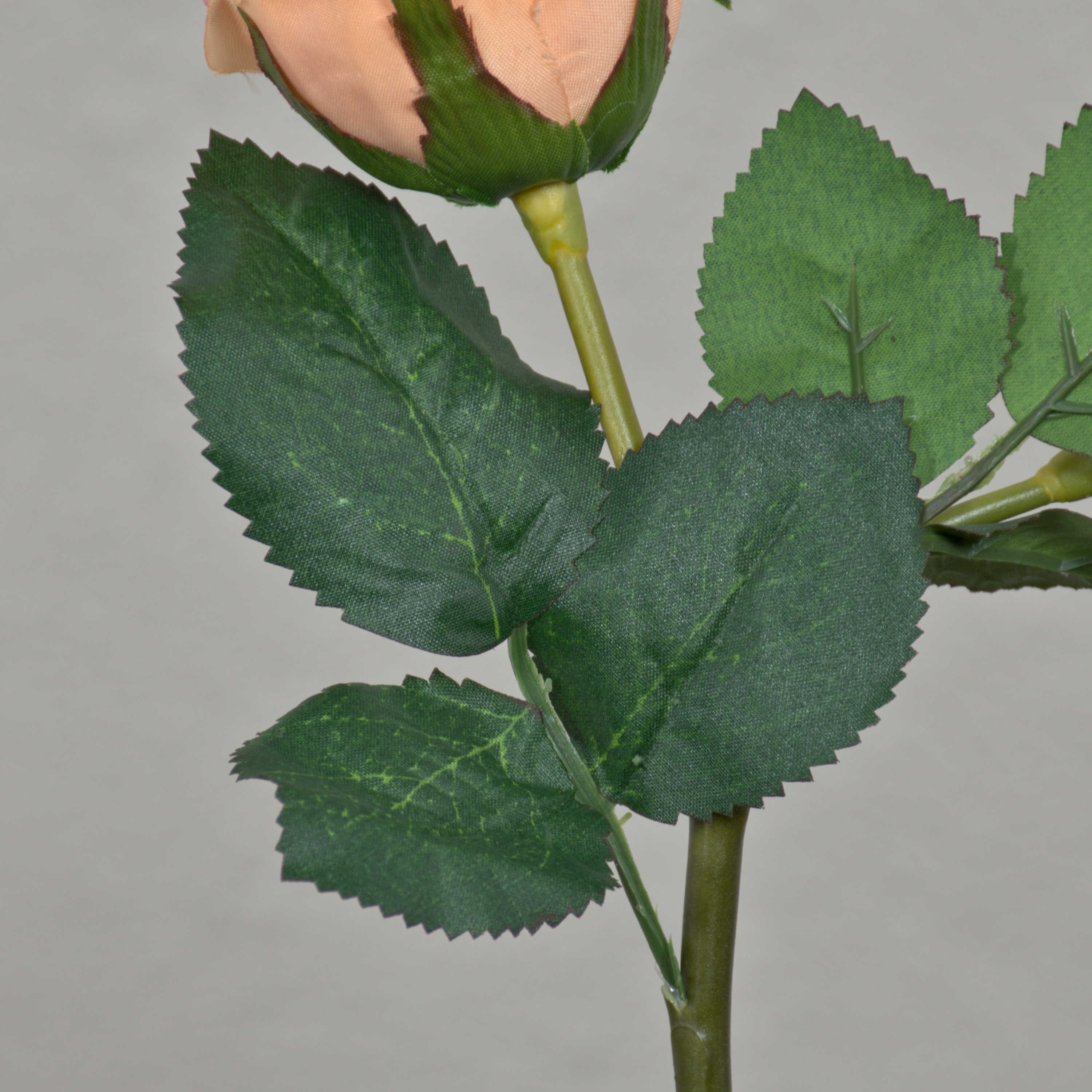 Rosa albicocca Grace inglese - Vittori Vivai Forlì Cesena