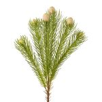 Decorative branch pincushion protea KROLI, cream-green, 20"/50cm, Ø0.4"-0.8"/1-2cm