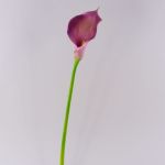 Silk calla TERESA, violet, 28"/70cm, 4"x7"/10x18cm