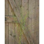 Artificial fountain grass branch ZORANA, green, 4ft/115cm