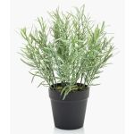 False rosemary WHOOPI in decorative pot, green, 10"/25cm