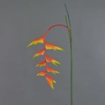 Decorative heliconia flower MEIHUA, orange, 3ft/95cm