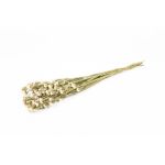 Dried sea lavender BRINJA, bouquet, cream, 20"-26"/50-65cm, Ø7"/18cm