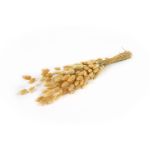 Dried Lagurus grass BORKA, bunch, natural, 22"-30"/55-75cm, Ø4.7"/12cm, 50g