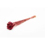 Dried canary grass BRAGILA in a bunch, burgundy red, 20"-30"/50-75cm, Ø4.7"/12cm