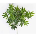Artificial Japanese maple spray ALEXANDER, green, 24"/60cm