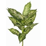Artificial Dieffenbachia VISP, flame-retardant, stem, green-white, 16"/40cm