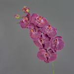 Decorative branch Phalaenopsis orchid WESA, dark violet-white, 3ft/100cm
