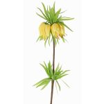 False fritillaria imperialis IMST, yellow, 26"/65cm, Ø4.3"/11cm