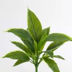 Fake Cordyline VALDA, on spike, green-white, 12"/30cm