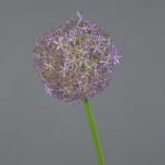 Artificial allium SAMARA, purple, 31"/75cm, Ø4.7"/12cm