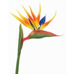 Fake strelitzia LATIFA, orange-violet, 31"/80cm, 7"x8"/17x20cm
