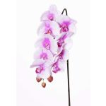 Artificial phalaenopsis spray ENISA, pink-white, 24"/60cm, Ø2.8"-3.1"/7-8cm