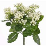 Silk kalanchoe LORRE on spike, crossdoor, white, 14"/35cm, Ø12"/30cm