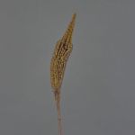 Silk bulbinella TALUNA, light brown, 26"/65cm, Ø2.4"/6cm