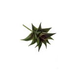 Artificial Astroloba Spiralis JOSÉ on spike, green-red, 4.7"/12cm, Ø3.1"/8cm