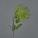 Artificial protea BAILY, green, 20"/50cm, Ø4.7"/12cm