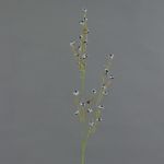 Artificial Stirlingia latifolia COLLAN, black-white, 33"/85cm