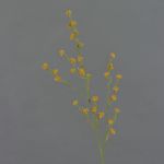 Artificial Stirlingia latifolia COLLAN, orange, 33"/85cm