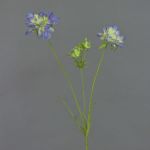 Artificial scabiosa ANDIA, blue-purple, 31"/80cm, Ø3.1"-4"/8-10cm