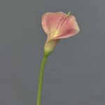 Artificial calla MIRAC, light pink-yellow, 30"/75cm, 5.1"x6"/13x15cm