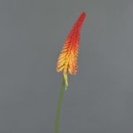 Artificial torch lily MUNDAKA, red-orange, 33"/85cm