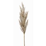 Artificial pampas grass panicle BATERNO, with panicle, cream, 3ft/90cm