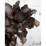 Artificial Clematis CLEMENTINA, brown, 33"/85cm, Ø12"/30cm