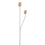 Decorative branch poppy capsules ORIONLA, light brown, 26"/65cm, Ø1.4"-1.6"/3.5-4cm