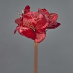 Velvet amaryllis KIRSTY, red, 28"/70cm, Ø3.5"/9cm