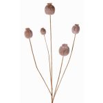Artificial poppy capsule FILOMELA, light brown, 30"/75cm, Ø0.8"-1.4"/2-3.5cm