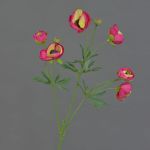 False ranunculus YARIS, pink-green, 26"/65cm, Ø1,2"-1.8"/3-4,5cm
