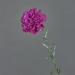 Artificial carnation NIRUSHA, violet, 26"/65cm