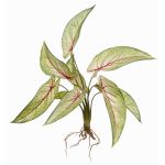 Artificial Calathea Ornata ASAGI, stick, roots, green-red, 16"/40 cm