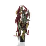 Artificial polka dot begonia MICHIKO, green-white, 30"/75 cm